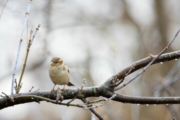 Closeup of a sparrow perched on a tree