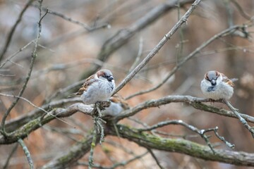 Fototapeta premium Closeup of cute small sparrows sitting on a dry branch in a forest