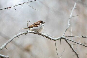 Closeup of a cute small sparrow sitting on a dry branch in a forest