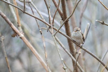 Closeup of a cute small sparrow sitting on a dry branch in a forest