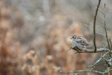 Closeup of a cute small sparrow sitting on a dry branch in a forest