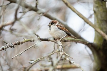 House Sparrow sitting on branch against blur background