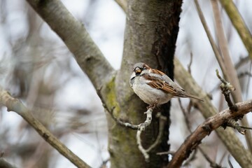 House Sparrow sitting on branch against blur background