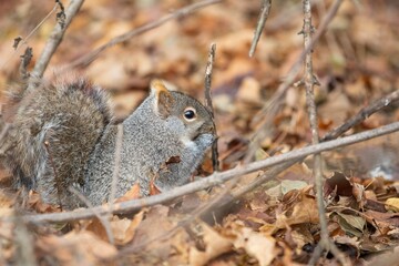 Squirrel sitting on ground full of autumn leaves and broken branches