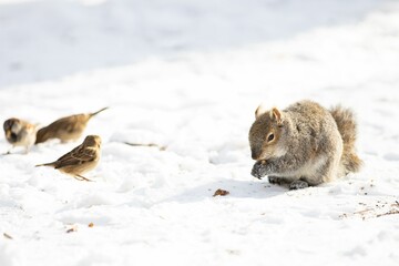 Low-angle shot of a squirrel eating something beside weavers while standing on the snow