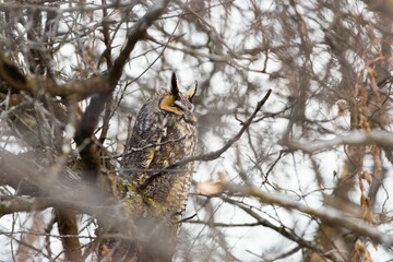 Low-angle view of a Long-eared owl standing on a tree branch in the wild
