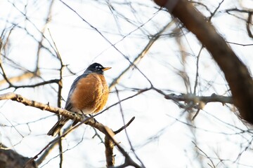 Closeup shot of a single yellow bird on a tree branch.