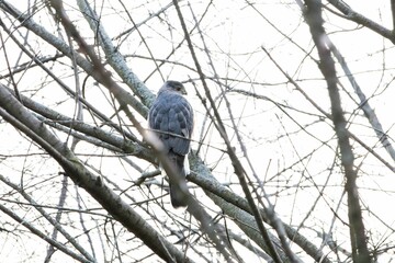 Single grey bird sitting on a tree branch under the bright sun light.