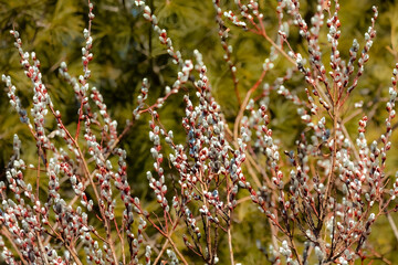 Pussy willow (Salix caprea) Spring messenger. Common species of willow native to Europe and western and central Asia. Willow with soft fluffy silvery or yellow catkins that appear before the leaves. © Denny