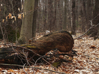 Chipmunk on a trunk