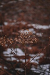 Vertical selective focus of a dry goutweed with a blurry background