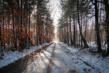 Fototapeta premium Winter landscape of a snowy path in the forest with long trees