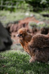 Brown Silkie chicken standing on the green grass in the farm on a sunny day