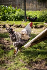 Closeup shot of a domestic chicken walking 
on the green grass in the farm on a sunny day