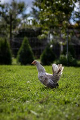 Shallow focus shot of a domestic chicken standing on the green grass in the farm