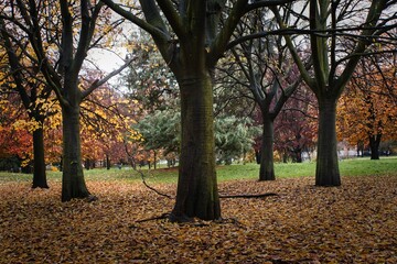 Beautiful view of leafless trees in the park covered with colorful fall leaves carpet