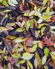 Colorful autumnal leaves background