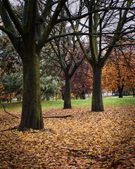 Scenic view of leafless trees in the park covered with colorful fall leaves carpet