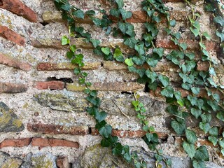 Green ivy on the ancient wall of the fortress - Stock Photo