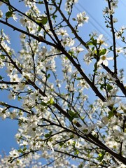 A branch of an apple tree against the blue sky