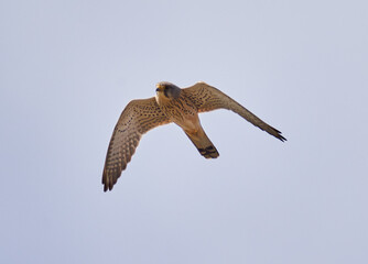 Common kestrel in flight