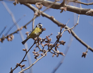 Blue tit perched, feeding on buds