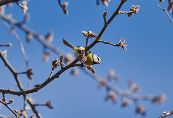 Blue tit perched, feeding on buds