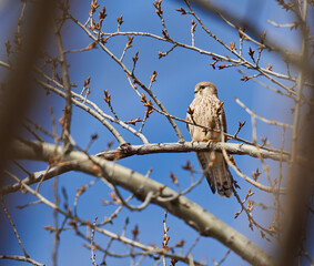 Common kestrel perched in a tree