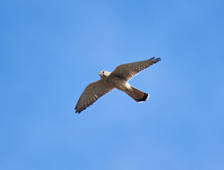 Common kestrel in flight