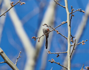 Long tail tit perched