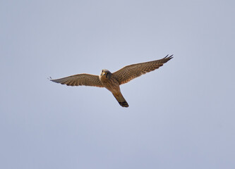 Common kestrel in flight