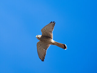 Common kestrel in flight