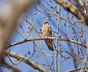 Common kestrel perched in a tree