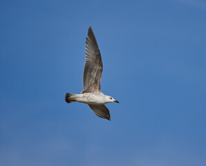 Obraz premium Seagull in flight