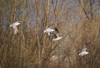 Juvenile seagulls in flight