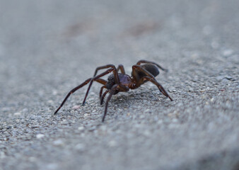 Macro of a big spider