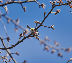 Blue tit perched, feeding on buds