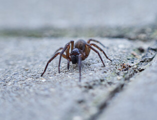 Macro of a big spider