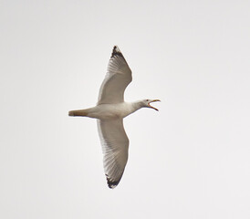 Seagull in flight