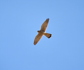 Common kestrel in flight