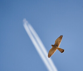 Common kestrel in flight