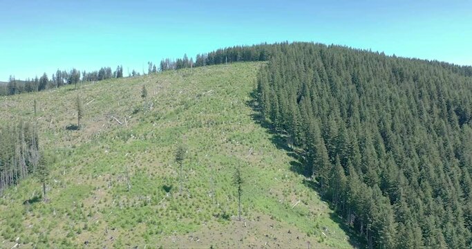 Drone view of a logging road in the forest and a clear cutting area