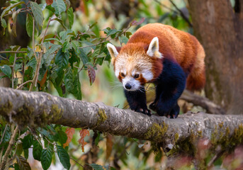 The Red Panda (Ailurus fulgens), also known as the Lesser Panda, is a small Mammal Animal.