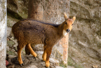 The Himalayan Goral or the Gray Goral, is a bovid species native to the Himalayas. - obrazy, fototapety, plakaty