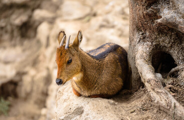 The Himalayan Goral or the Gray Goral, is a bovid species native to the Himalayas.
