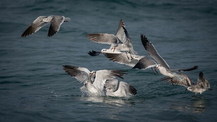 Close-up shot of gulls flying over blue seawater
