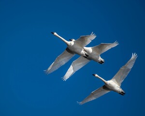Tundra swans  flying with its wide-open wings