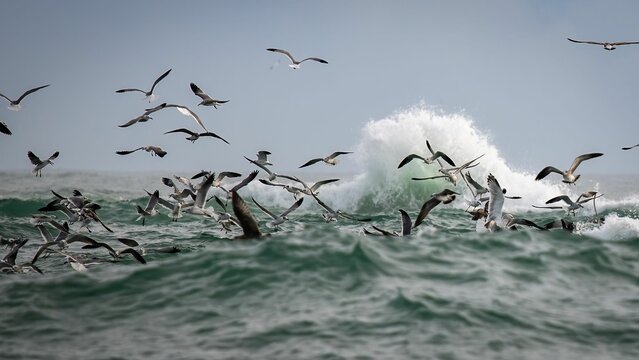 Close-up shot of gulls flying over blue seawater