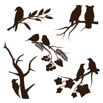 Birds on branches set. Owl, crow, sparrow, songbirds. Vector illustration