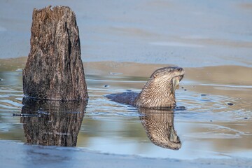 Close-up shot of a Eurasian otter eating fish in a frozen water